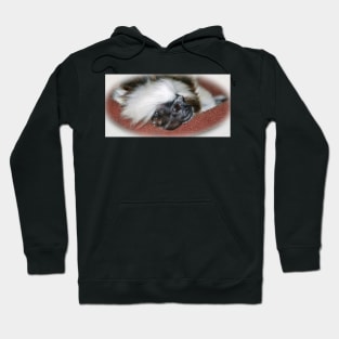 Cotton-top Tamarin Hoodie